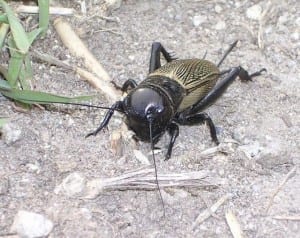 field cricket gryllus campestris