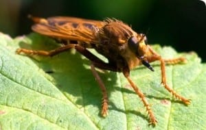 hornet robberfly