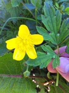 meadow buttercup 2