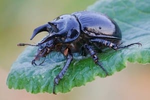 minotaur beetle