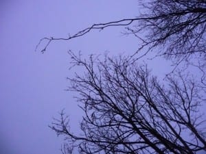 using-trees-to-navigate